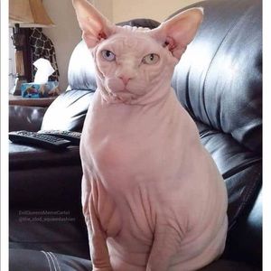 Meet your Posher, Bonnie lee